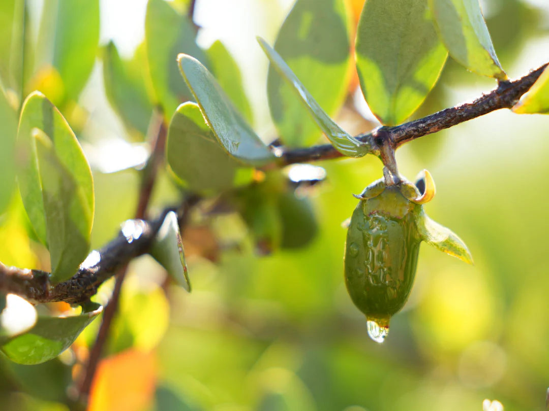 Close-up of a green jojoba fruit on a tree branch with a blurred natural background