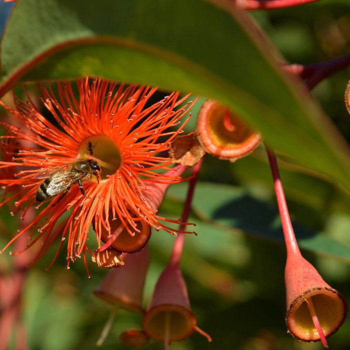 Orange flower with a bee on a blurred green background