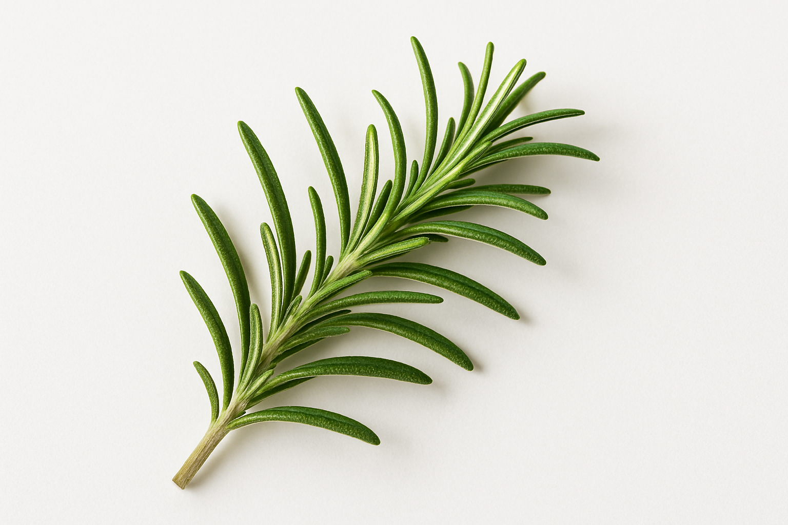 rosemary on a white backgrond